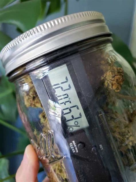 moisture content of cured cannabis